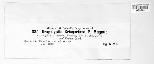 Physoderma kriegeriana image